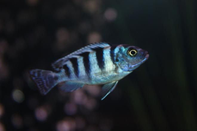 freshwater fish - metriaclima lombardoi - kenyi cichlid stocking in 65 gallons tank - Blue Kenyi Cichlid