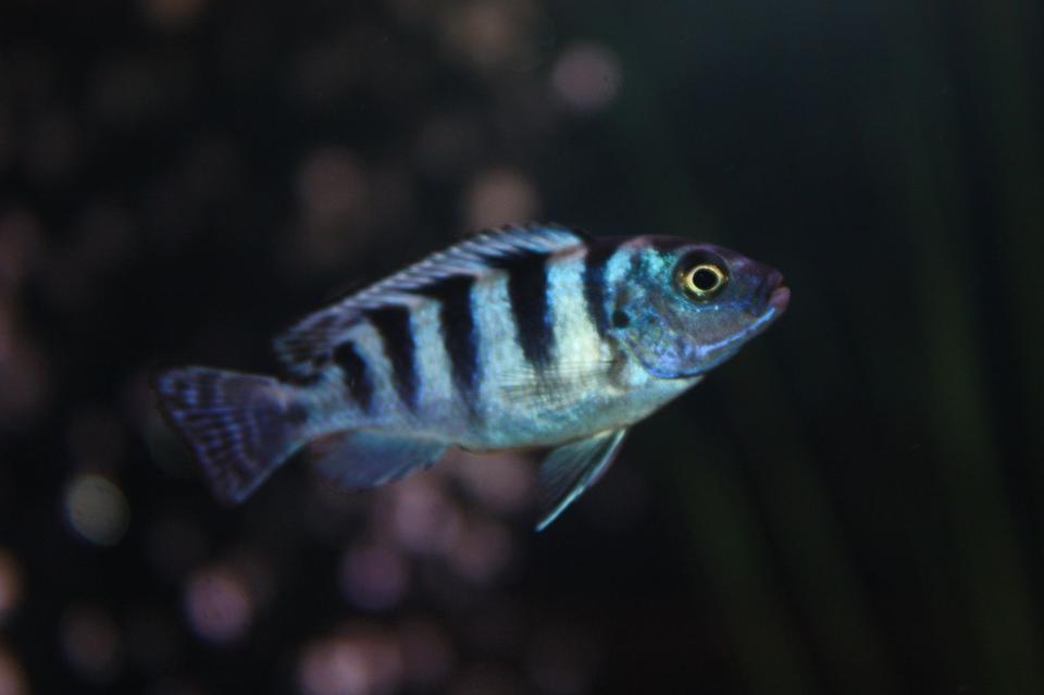 freshwater fish - metriaclima lombardoi - kenyi cichlid stocking in 65 gallons tank - Blue Kenyi Cichlid