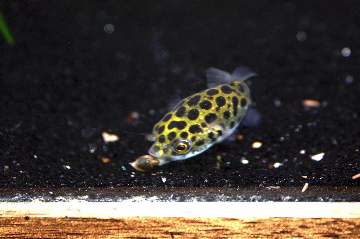 freshwater fish - tetraodon nigroviridis - green spotted puffer stocking in 65 gallons tank - Green Spotted Puffer munching on a snail