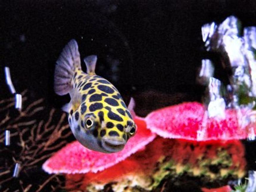 Rated #43: Freshwater Fish - Tetraodon Nigroviridis - Green Spotted Puffer Stocking In 55 Gallons Tank - Green Spotted Puffer
in 55 Gallon Brackish water tank