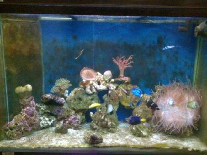 115 gallons reef tank (mostly live coral and fish) - my tank