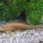 freshwater fish - glyptoperichthys scrophus - chocolate pleco stocking in 180 gallons tank - 14 inch chocolate pleco