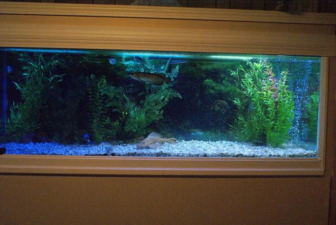 180 gallons freshwater fish tank (mostly fish and non-living decorations) - Another view of the fish tank