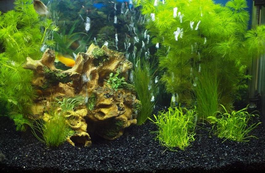 Rated #131: 25 Gallons Planted Tank - Newly planted.

Hoping the plants do ok, they seem to be doing well..
