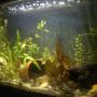 75 gallons planted tank (mostly live plants and fish) - 35 Planted Long