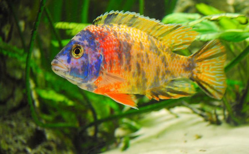 Rated #19: Freshwater Fish - Aulonocara Nyassae Var. - Peacock Cichlid, Orange Blossom Stocking In 132 Gallons Tank - Aulunocara
