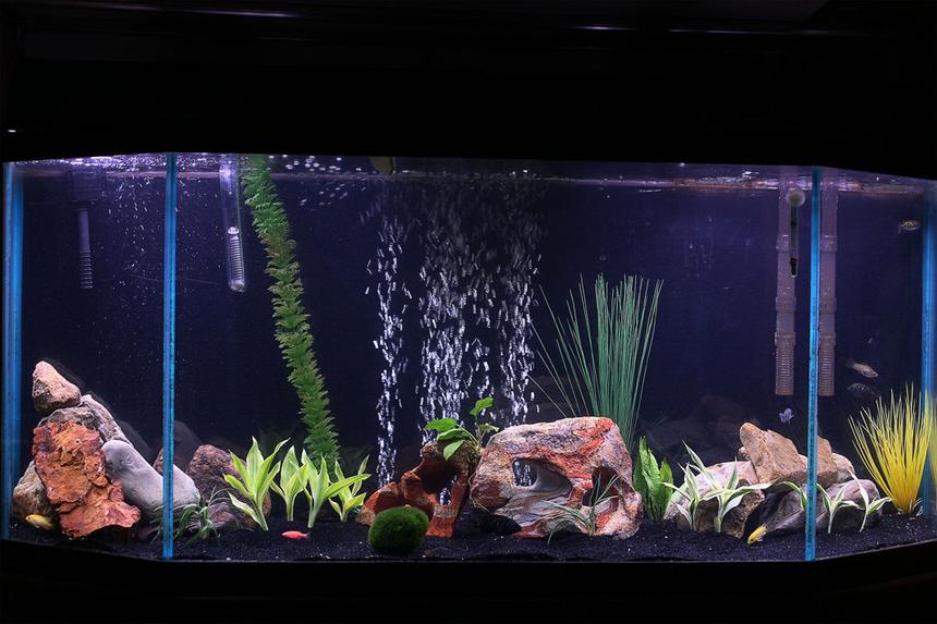 Rated #130: 65 Gallons Freshwater Fish Tank - Semi-planted cichlid tank. Old Oceanic flat-back hex tank with simple dual fluorescent hood light. Rock is a variety of rock gathered from outside that was cleaned and boiled to prevent parasites. Filtration is an emporer filter rated to 70 gallons on one side and an extra filter rated for a 20 gallon aquarium that I threw in to help circulate water.