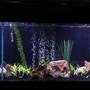 65 gallons freshwater fish tank (mostly fish and non-living decorations) - Semi-planted cichlid tank. Old Oceanic flat-back hex tank with simple dual fluorescent hood light. Rock is a variety of rock gathered from outside that was cleaned and boiled to prevent parasites. Filtration is an emporer filter rated to 70 gallons on one side and an extra filter rated for a 20 gallon aquarium that I threw in to help circulate water.
