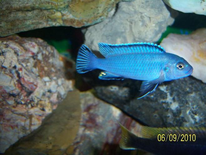 freshwater fish - pseudotropheus socolofi - powder blue cichlid stocking in 55 gallons tank - My Soco