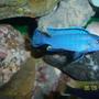 freshwater fish - pseudotropheus socolofi - powder blue cichlid stocking in 55 gallons tank - My Soco