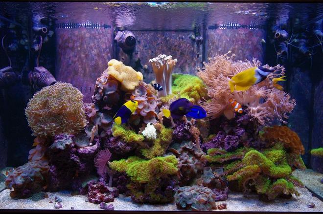 140 gallons reef tank (mostly live coral and fish) - Main Display Tank- Present day