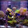140 gallons reef tank (mostly live coral and fish) - Main Display Tank- Present day