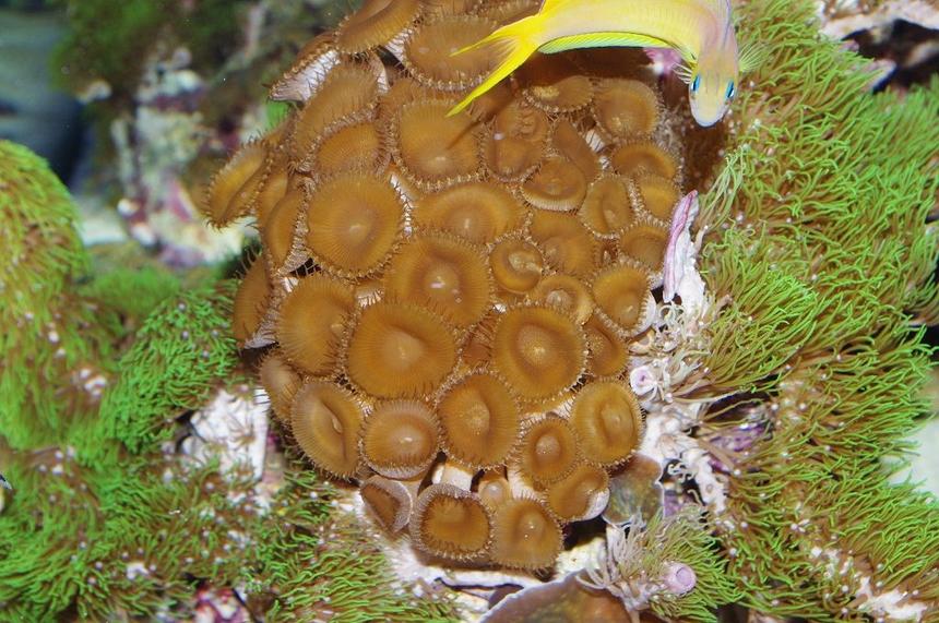 Rated #9: Corals Inverts - Zoanthus Sp. - Colony Polyp, Assorted Stocking In 140 Gallons Tank - Midas Blenny and Brown Zoo's