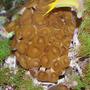 corals inverts - zoanthus sp. - colony polyp, assorted stocking in 140 gallons tank - Midas Blenny and Brown Zoo's