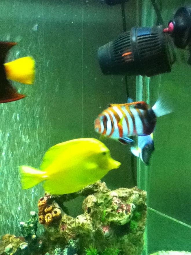 150 gallons saltwater fish tank (mostly fish, little/no live coral) - harlequin tusk  yellow tang and powder blue.