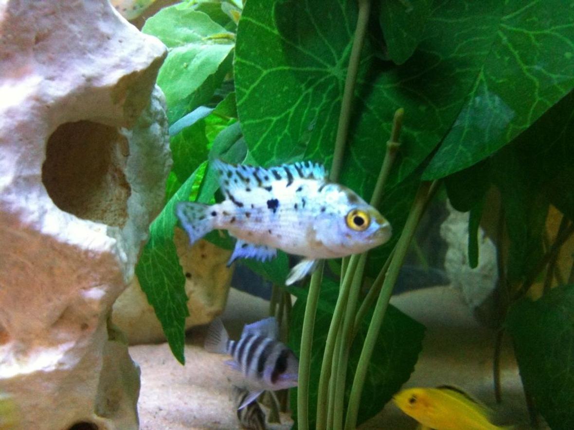freshwater fish - nandopsis octofasciatum - electric blue jack dempsey stocking in 40 gallons tank - Some of the Crew :)