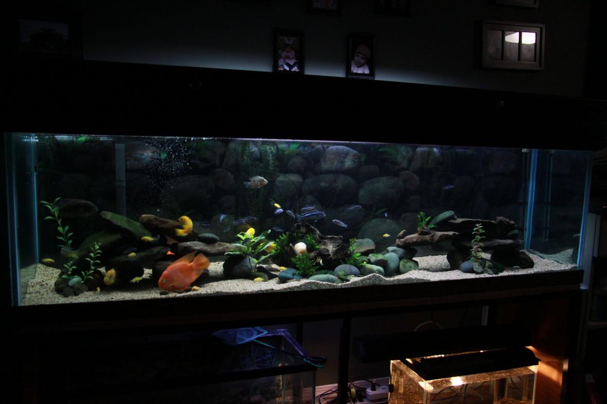 110 gallons freshwater fish tank (mostly fish and non-living decorations) - 110 Gallon, Assorted Malawi Cichlids.