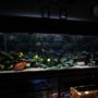 110 gallons freshwater fish tank (mostly fish and non-living decorations) - 110 Gallon, Assorted Malawi Cichlids.
