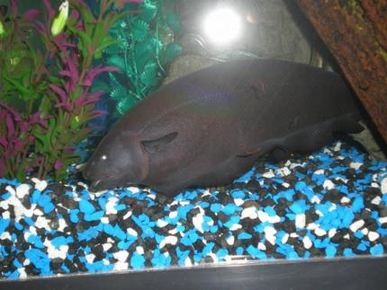 freshwater fish - apteronotus albifrons - black ghost knifefish stocking in 60 gallons tank - GhOST FISH!!!  12\