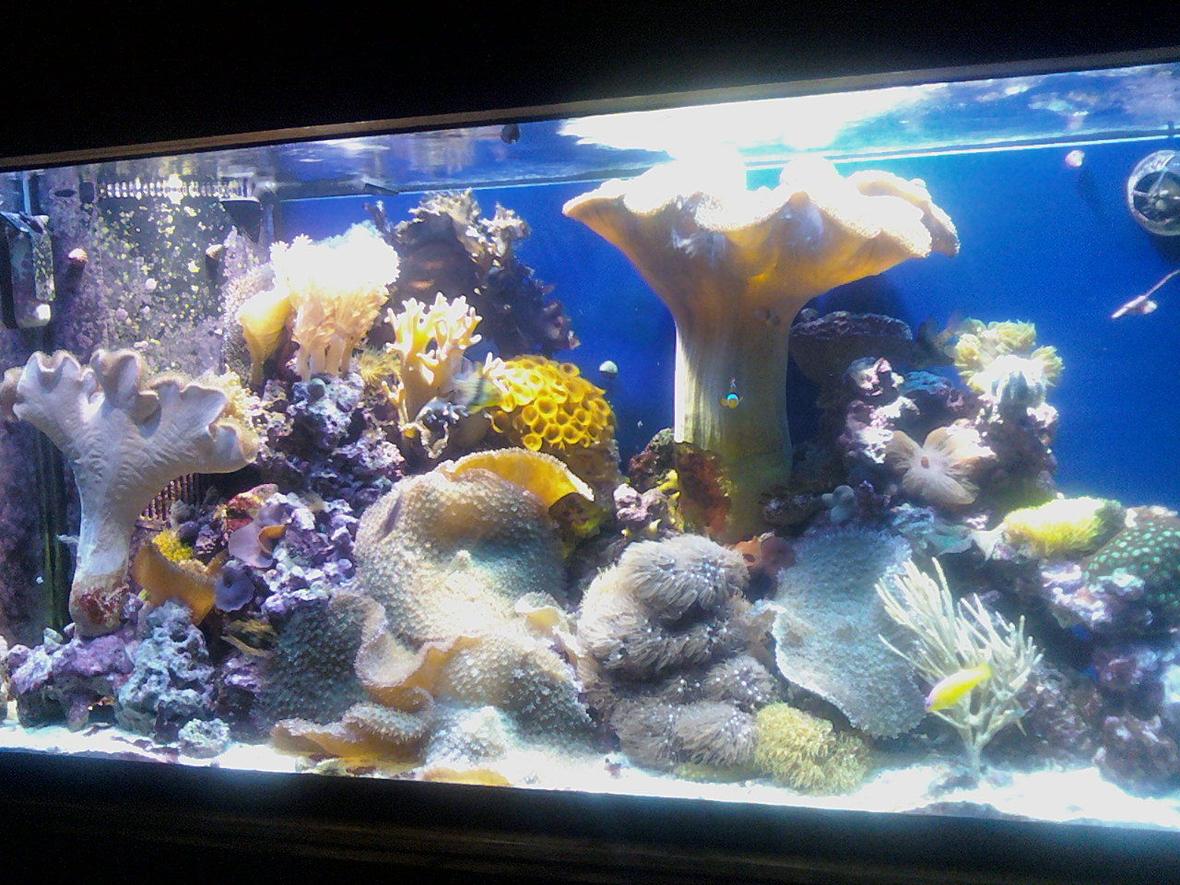 90 gallons reef tank (mostly live coral and fish) - Front view
