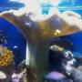 fish tank picture - Tonga mushroom 27in across and still growing.