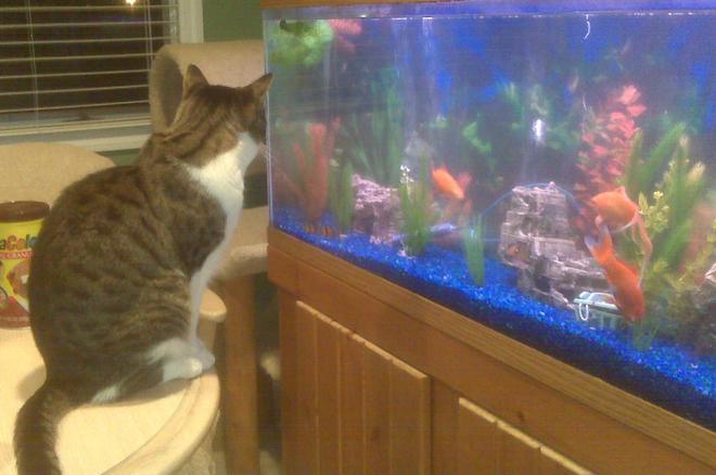 72 gallons freshwater fish tank (mostly fish and non-living decorations) - The 55 gal which Im taking down as soon as the 72 gal finishes its cycle.