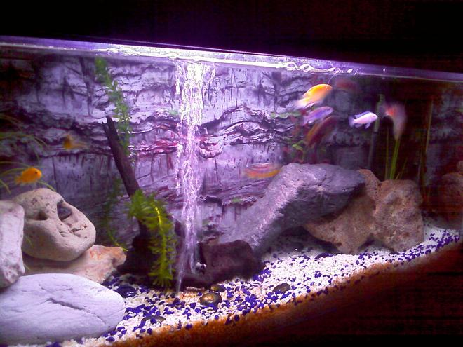 30 gallons freshwater fish tank (mostly fish and non-living decorations) - my jewel!