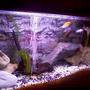 30 gallons freshwater fish tank (mostly fish and non-living decorations) - my jewel!