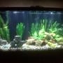 72 gallons freshwater fish tank (mostly fish and non-living decorations) - New 72 gallon being cycled.