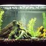 29 gallons freshwater fish tank (mostly fish and non-living decorations) - 29 Gallon Tank with 1x8" Black Ghost Knife, 1x5" Senegal Bichir, 3x4" Bala Sharks