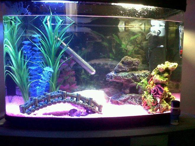14 gallons freshwater fish tank (mostly fish and non-living decorations) - 64 litre tankkk, 2 mollies and 3 otto cats, with orniments and plastic plants with decorations