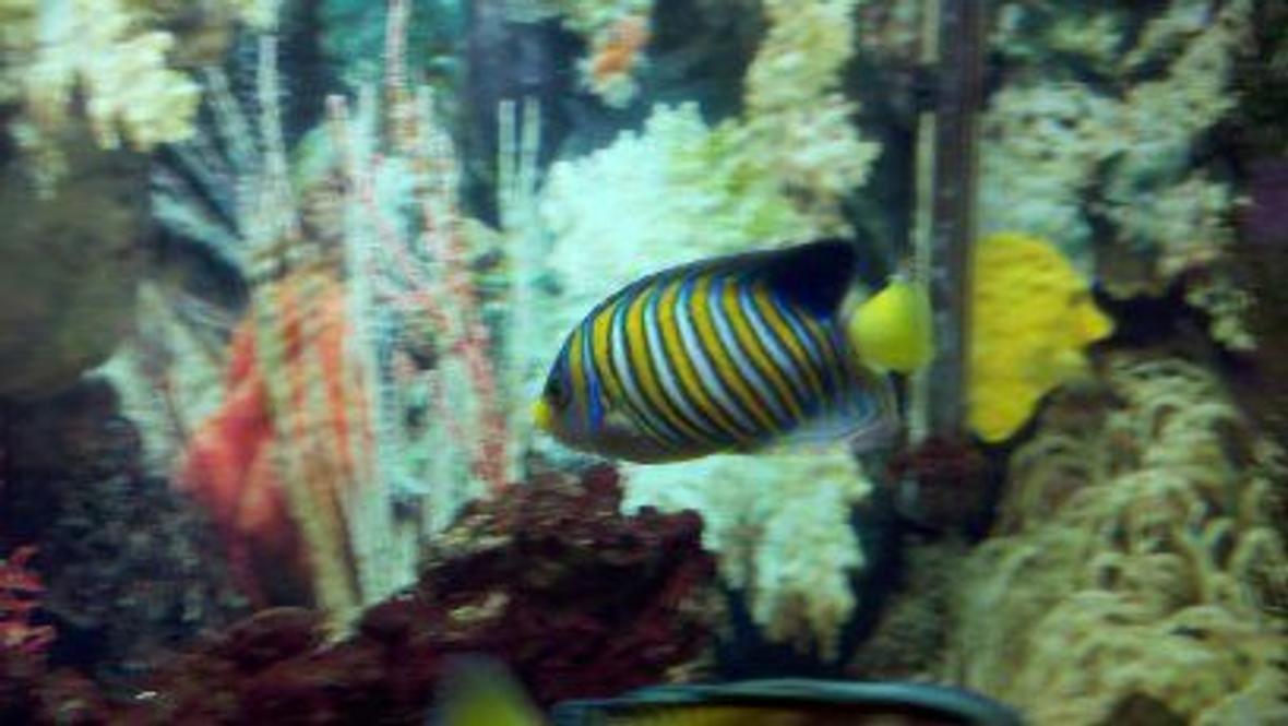 saltwater fish - pygoplites diacanthus - regal angelfish stocking in 75 gallons tank - Regal Angel.....