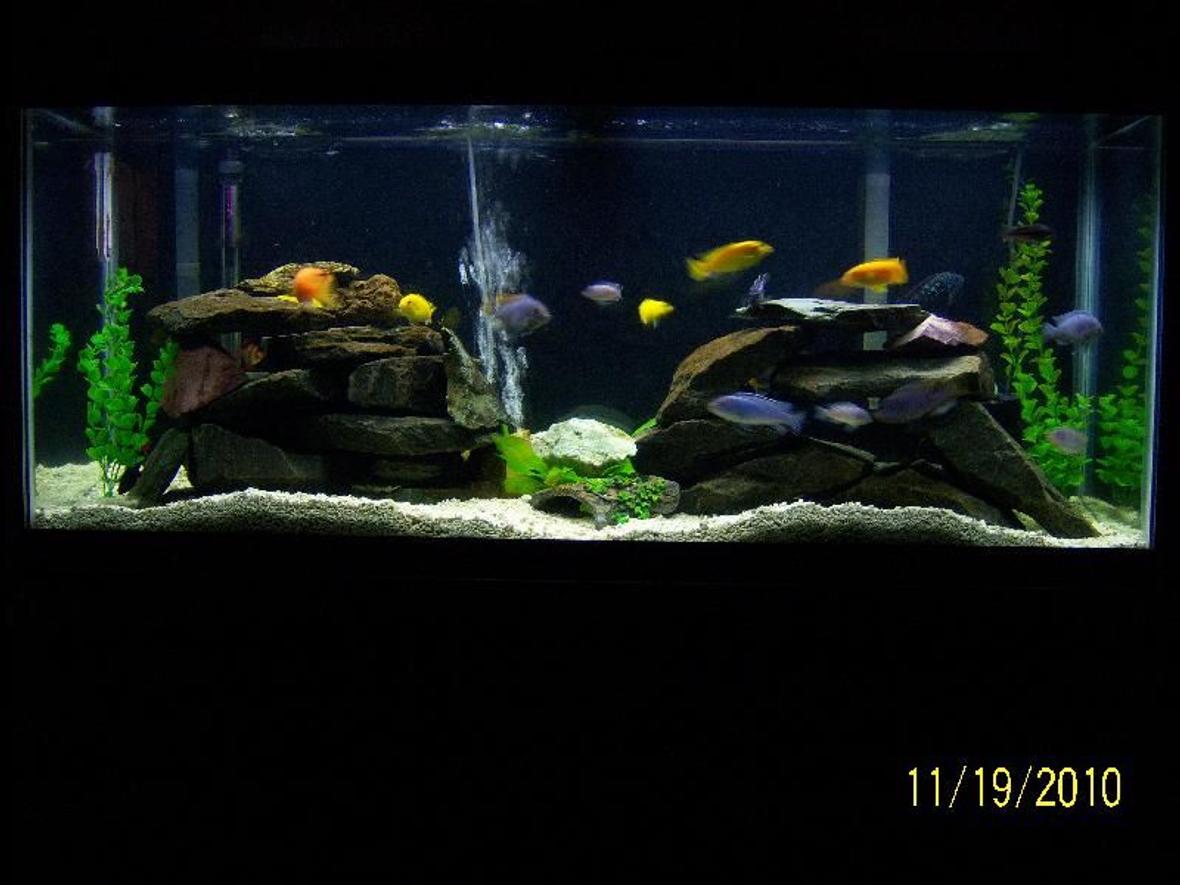 55 gallons freshwater fish tank (mostly fish and non-living decorations) - Mbuna 55 gallon