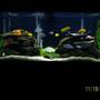 55 gallons freshwater fish tank (mostly fish and non-living decorations) - Mbuna 55 gallon