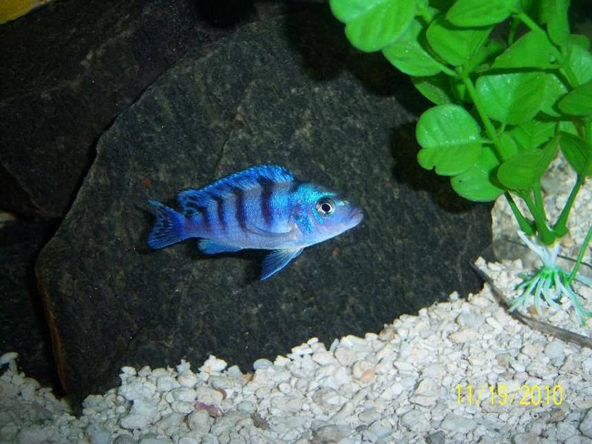 Rated #202: Freshwater Fish - Metriaclima Lombardoi - Kenyi Cichlid Stocking In 55 Gallons Tank - Female Kenyi