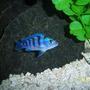 freshwater fish - metriaclima lombardoi - kenyi cichlid stocking in 55 gallons tank - Female Kenyi