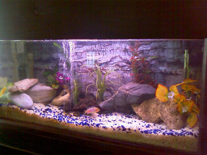 30 gallons freshwater fish tank (mostly fish and non-living decorations) - my jewel