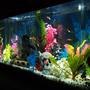 fish tank picture - MY SOOTHING TANK!!!!CHECK IT OUT AND RATE EVERYONE!!