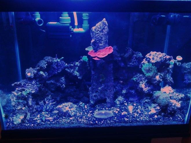 58 gallons reef tank (mostly live coral and fish) - Full tank shot