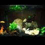 10 gallons planted tank (mostly live plants and fish) - My beloved seven year old goldfish. I finally managed to plant some live plants that he hasn't been able to dig up! His friends are three mollies, three rosy barbs, and one small but angry pleco. (this is 29 gallon, my profile probably says 10 because my main profile tank is 10)
