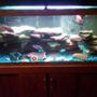75 gallons freshwater fish tank (mostly fish and non-living decorations) - Most recent picture of my tank. Daytime lighting.