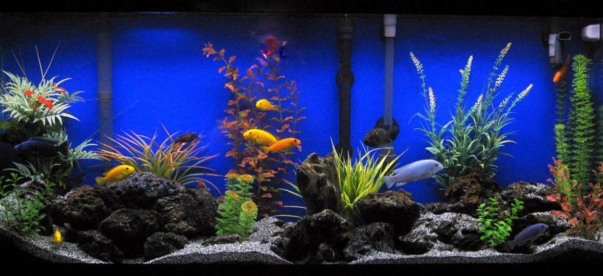 55 gallons freshwater fish tank (mostly fish and non-living decorations) - Assorted Cichlids