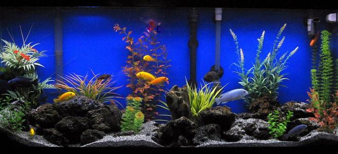 55 gallons freshwater fish tank (mostly fish and non-living decorations) - Assorted Cichlids