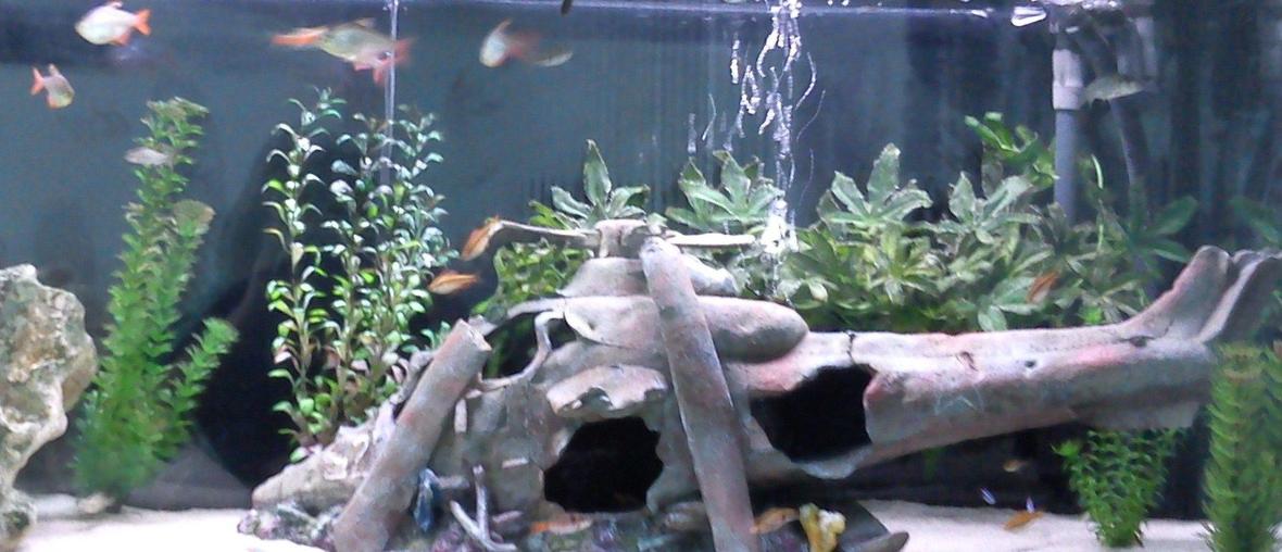 52 gallons freshwater fish tank (mostly fish and non-living decorations) - i have changed decor