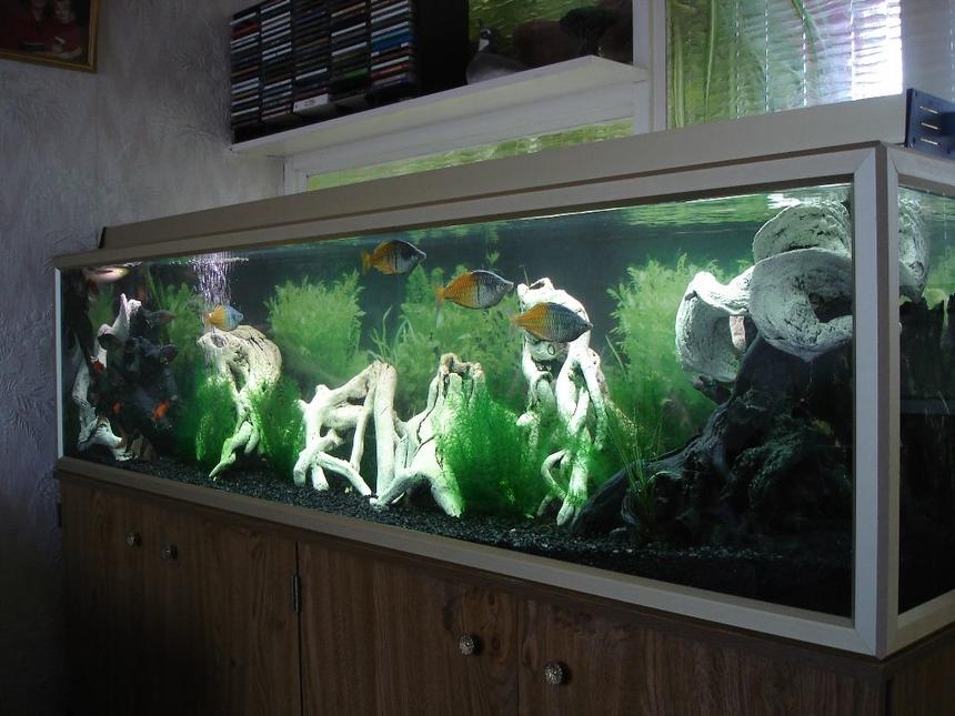 Rated #26: 90 Gallons Freshwater Fish Tank - My 6 foot 90 gallon aquarium, set up in 1989,  showing some of my 6 inch home bred Boesemans Rainbows.