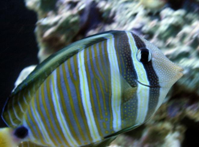 saltwater fish - zebrasoma desjardini - sailfin tang, desjardini stocking in 55 gallons tank - Sailfin Tang