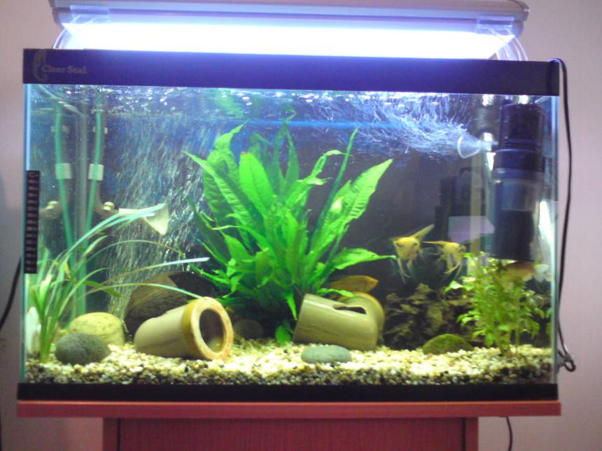 Rated #167: 28 Gallons Planted Tank - sarah's tank