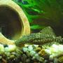 freshwater fish - glyptoperichthys gibbiceps - sailfin pleco (l-83) stocking in 28 gallons tank - sarahs tank