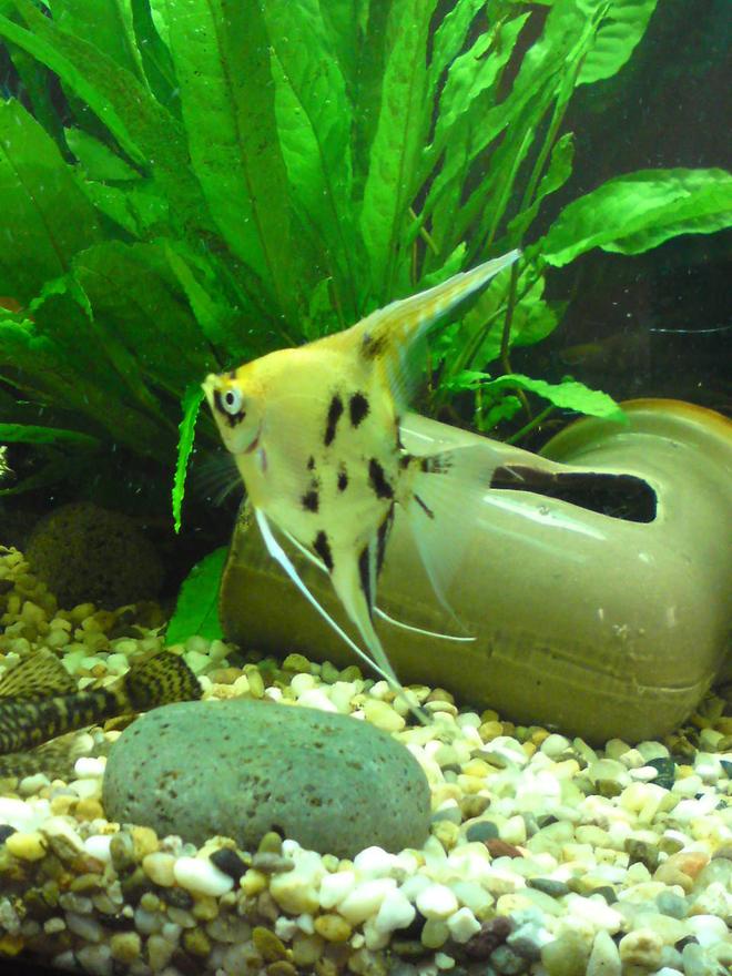 freshwater fish - pterophyllum sp. - koi angel stocking in 28 gallons tank - sarahs tank