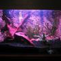 20 gallons planted tank (mostly live plants and fish) - 20 gallon tank, powerhead tofilter box and 15w red fluorescent
